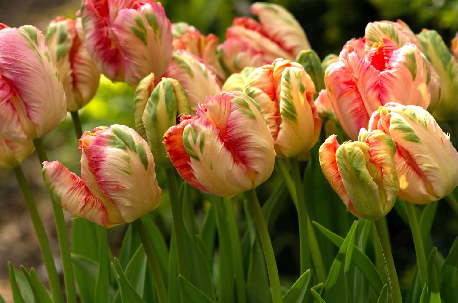 Tulpe 'Apricot Parrot' - Tulipaner